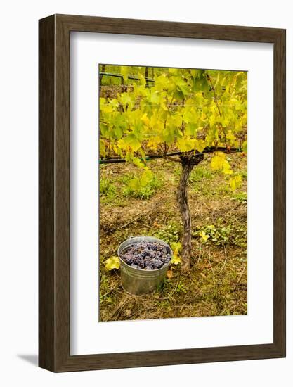 USA, Washington, Klickitat. Workers harvest pinot grapes from a vineyard-Richard Duval-Framed Photographic Print