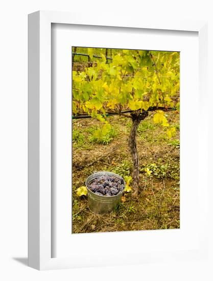 USA, Washington, Klickitat. Workers harvest pinot grapes from a vineyard-Richard Duval-Framed Photographic Print