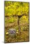 USA, Washington, Klickitat. Workers harvest pinot grapes from a vineyard-Richard Duval-Mounted Photographic Print