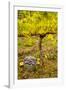 USA, Washington, Klickitat. Workers harvest pinot grapes from a vineyard-Richard Duval-Framed Photographic Print