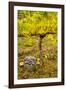 USA, Washington, Klickitat. Workers harvest pinot grapes from a vineyard-Richard Duval-Framed Photographic Print