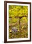 USA, Washington, Klickitat. Workers harvest pinot grapes from a vineyard-Richard Duval-Framed Photographic Print