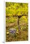 USA, Washington, Klickitat. Workers harvest pinot grapes from a vineyard-Richard Duval-Framed Photographic Print