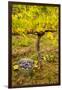 USA, Washington, Klickitat. Workers harvest pinot grapes from a vineyard-Richard Duval-Framed Photographic Print