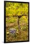 USA, Washington, Klickitat. Workers harvest pinot grapes from a vineyard-Richard Duval-Framed Photographic Print