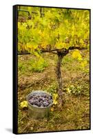 USA, Washington, Klickitat. Workers harvest pinot grapes from a vineyard-Richard Duval-Framed Stretched Canvas