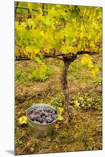 USA, Washington, Klickitat. Workers harvest pinot grapes from a vineyard-Richard Duval-Mounted Premium Photographic Print