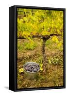 USA, Washington, Klickitat. Workers harvest pinot grapes from a vineyard-Richard Duval-Framed Stretched Canvas