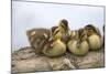 USA, Washington, Lake Washington. Mallard ducks clutch of ducklings.-Steve Kazlowski-Mounted Photographic Print