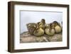 USA, Washington, Lake Washington. Mallard ducks clutch of ducklings.-Steve Kazlowski-Framed Photographic Print