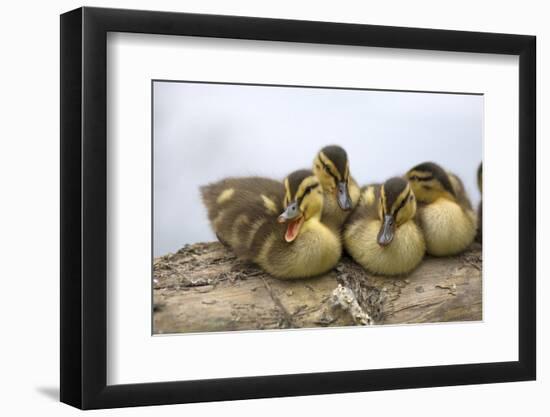 USA, Washington, Lake Washington. Mallard ducks clutch of ducklings.-Steve Kazlowski-Framed Photographic Print