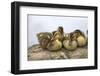 USA, Washington, Lake Washington. Mallard ducks clutch of ducklings.-Steve Kazlowski-Framed Photographic Print