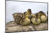 USA, Washington, Lake Washington. Mallard ducks clutch of ducklings.-Steve Kazlowski-Mounted Photographic Print