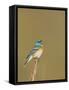 USA, Washington. Lazuli Bunting Sings from a Perch in Umtanum Canyon-Gary Luhm-Framed Stretched Canvas