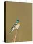 USA, Washington. Lazuli Bunting Sings from a Perch in Umtanum Canyon-Gary Luhm-Stretched Canvas