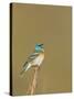 USA, Washington. Lazuli Bunting Sings from a Perch in Umtanum Canyon-Gary Luhm-Stretched Canvas