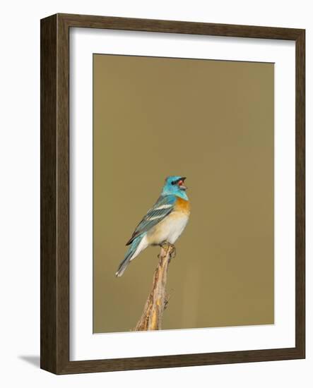 USA, Washington. Lazuli Bunting Sings from a Perch in Umtanum Canyon-Gary Luhm-Framed Photographic Print