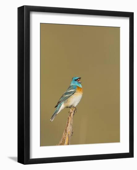 USA, Washington. Lazuli Bunting Sings from a Perch in Umtanum Canyon-Gary Luhm-Framed Photographic Print