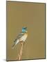 USA, Washington. Lazuli Bunting Sings from a Perch in Umtanum Canyon-Gary Luhm-Mounted Photographic Print