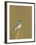 USA, Washington. Lazuli Bunting Sings from a Perch in Umtanum Canyon-Gary Luhm-Framed Photographic Print