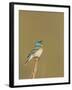 USA, Washington. Lazuli Bunting Sings from a Perch in Umtanum Canyon-Gary Luhm-Framed Photographic Print