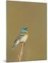 USA, Washington. Lazuli Bunting Sings from a Perch in Umtanum Canyon-Gary Luhm-Mounted Photographic Print