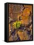 USA, Washington. Lomatium Flowers on Basalt Rocks-Steve Terrill-Framed Stretched Canvas