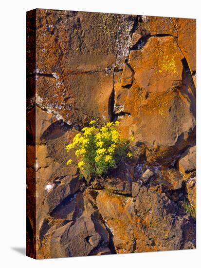 USA, Washington. Lomatium Flowers on Basalt Rocks-Steve Terrill-Stretched Canvas