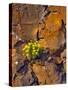 USA, Washington. Lomatium Flowers on Basalt Rocks-Steve Terrill-Stretched Canvas