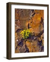 USA, Washington. Lomatium Flowers on Basalt Rocks-Steve Terrill-Framed Photographic Print