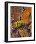 USA, Washington. Lomatium Flowers on Basalt Rocks-Steve Terrill-Framed Photographic Print