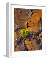 USA, Washington. Lomatium Flowers on Basalt Rocks-Steve Terrill-Framed Photographic Print