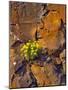 USA, Washington. Lomatium Flowers on Basalt Rocks-Steve Terrill-Mounted Photographic Print