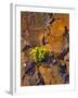 USA, Washington. Lomatium Flowers on Basalt Rocks-Steve Terrill-Framed Photographic Print