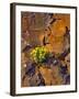 USA, Washington. Lomatium Flowers on Basalt Rocks-Steve Terrill-Framed Photographic Print