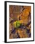 USA, Washington. Lomatium Flowers on Basalt Rocks-Steve Terrill-Framed Photographic Print