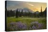 USA, Washington. Lupine and Mt. Rainie, Indian Henry's Hunting Ground-Gary Luhm-Stretched Canvas
