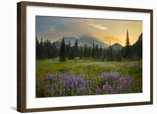 USA, Washington. Lupine and Mt. Rainie, Indian Henry's Hunting Ground-Gary Luhm-Framed Photographic Print