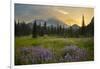 USA, Washington. Lupine and Mt. Rainie, Indian Henry's Hunting Ground-Gary Luhm-Framed Photographic Print