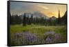 USA, Washington. Lupine and Mt. Rainie, Indian Henry's Hunting Ground-Gary Luhm-Framed Stretched Canvas
