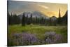 USA, Washington. Lupine and Mt. Rainie, Indian Henry's Hunting Ground-Gary Luhm-Stretched Canvas