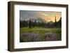 USA, Washington. Lupine and Mt. Rainie, Indian Henry's Hunting Ground-Gary Luhm-Framed Photographic Print