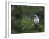 USA, Washington. Male Lazuli Bunting on a Wild Rose in Umtanum Canyon-Gary Luhm-Framed Photographic Print