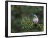 USA, Washington. Male Lazuli Bunting on a Wild Rose in Umtanum Canyon-Gary Luhm-Framed Photographic Print