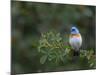 USA, Washington. Male Lazuli Bunting on a Wild Rose in Umtanum Canyon-Gary Luhm-Mounted Photographic Print