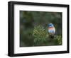 USA, Washington. Male Lazuli Bunting on a Wild Rose in Umtanum Canyon-Gary Luhm-Framed Photographic Print