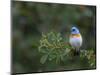 USA, Washington. Male Lazuli Bunting on a Wild Rose in Umtanum Canyon-Gary Luhm-Mounted Photographic Print