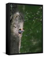 USA, Washington. Male Pileated Woodpecker at Nest Hole in Alder Snag-Gary Luhm-Framed Stretched Canvas