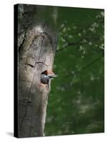 USA, Washington. Male Pileated Woodpecker at Nest Hole in Alder Snag-Gary Luhm-Stretched Canvas