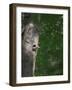 USA, Washington. Male Pileated Woodpecker at Nest Hole in Alder Snag-Gary Luhm-Framed Photographic Print